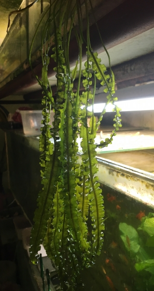 Gewelltblättrige Wasserähre, Aponogeton longiplumulosus